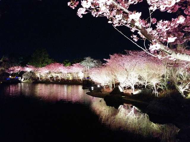 鎌倉市 横須賀市 逗子市の桜 お花見 がおすすめの公園4選 子供と公園遊び